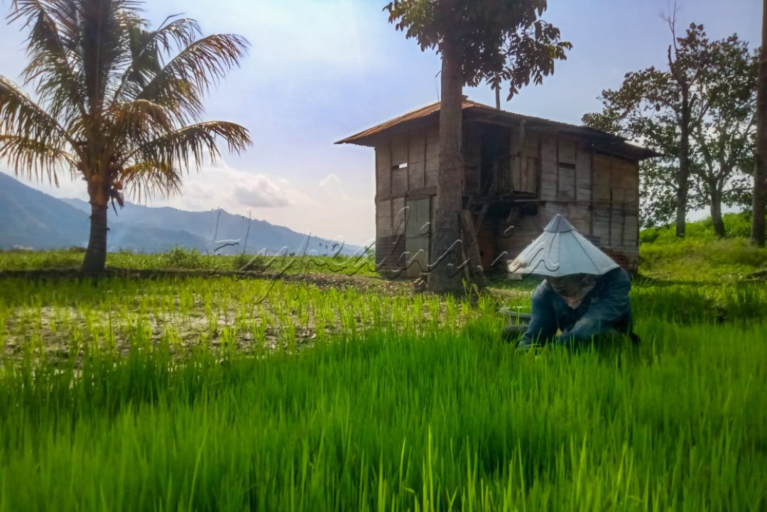 Terlihat seorang petani sedang mengambil benih padi untuk dibawa ke lahan sawah yg telah digarap dan siap untuk ditanami.