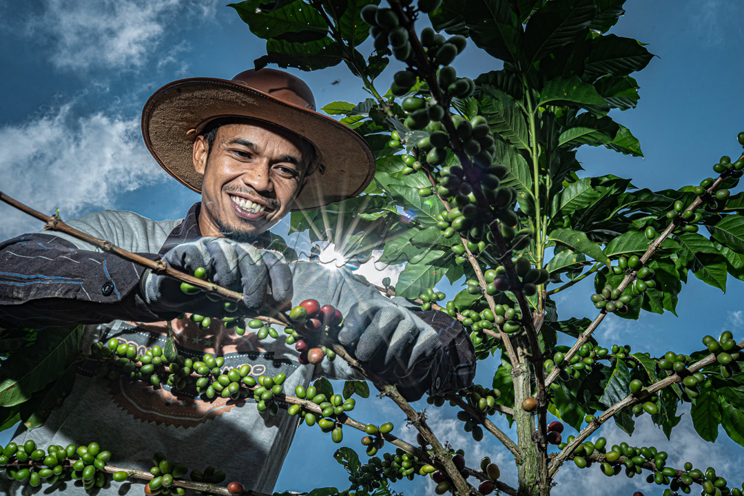 Kopi arabika adalah biji kopi terbesar produksinya di seluruh dunia, harga kopi arabika berdasarkan kualitasnya, memiliki profil rasa dan aroma yang begitu kompleks. Arabika pun merupakan biji kopi yang banyak peminatnya.