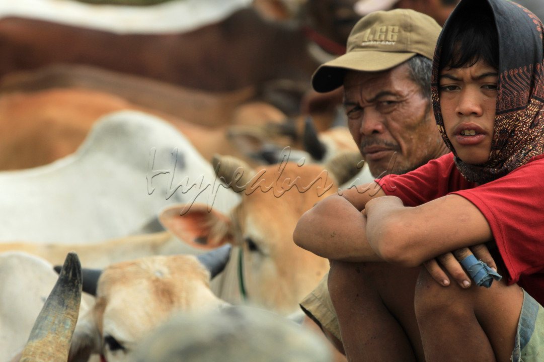 Pacu Jawi merupakan salah satu tradisi balapan sapi yang berasal daerah Kabupaten Tanah Datar, Sumatera Barat. Pacu jawi merupakan olahraga tradisional serta hiburan bagi masyarakat setelah masa panen. &nbsp;Uniknya, pacu jawi ini dilaksanakan tanpa ada lawan &ldquo;berpacu&rdquo;, tetapi sapi yang ikut serta dalam lomba tersebut akan berlari di arena pacu secara bergantian. &nbsp;Foto ini menggambarkan proses pelaksanaan kegiatan pacu jawi yang dilaksanakan pada tanggal 27 April 2024 di kecamatan Pariangan Kab. Tanah Datar, dalam hal ini pacu jawi hanya boleh dilaksanakan di empat kecamatan saja, pariangan, rambatan, limo kaum dan sungai tarab yang mana wilayah ini berada disekitar gunung marapi. &nbsp;Kegiatan ini dimulai dengan iring-iringan jawi yang akan ikut &nbsp;serta dalam perlombaan. Selanjutnya, sapi-sapi tersebut dikumpulkan di sekitar sawah yang akan digunakan sebagar jalur perlombaan. Pasangan jawi yang telah mendapat giliran akan berlari lurus ke depan dengan dikendalikan oleh seorang joki di bagian belakang dengan perpegangan pada tangkai bajak. Setelah seluruh jawi mendapatkan giliran, jawi-jawi tersebut akan Kembali dibersihkan oleh pemiliknya di sungai-sungai terdekat. Kegiatan pacu jawi selain sebagai bentuk rasa syukur juga menjadi kegiatan yang membawa suka ria bagi masyarakat setempat. Kegiatan pacu jawi ini juga akan meningkatkan harga jual jawi yang ikut serta bertanding pada hari itu. Pemenang pada kegiatan pada pacu jawi ini tidak dipilih berdasarkan kecepatan jawi mencapai finis, tapi dilihat dari kelurusan jawi itu saat berlari.