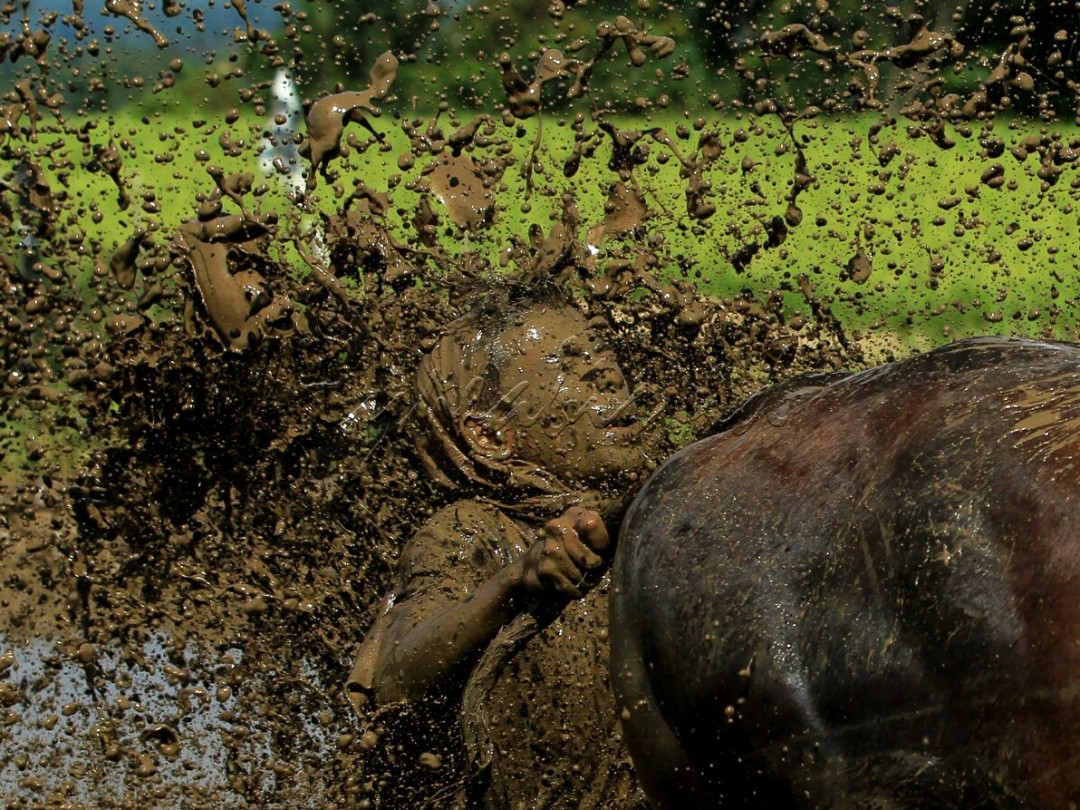 Pacu Jawi merupakan salah satu tradisi balapan sapi yang berasal daerah Kabupaten Tanah Datar, Sumatera Barat. Pacu jawi merupakan olahraga tradisional serta hiburan bagi masyarakat setelah masa panen. &nbsp;Uniknya, pacu jawi ini dilaksanakan tanpa ada lawan &ldquo;berpacu&rdquo;, tetapi sapi yang ikut serta dalam lomba tersebut akan berlari di arena pacu secara bergantian. &nbsp;Foto ini menggambarkan proses pelaksanaan kegiatan pacu jawi yang dilaksanakan pada tanggal 27 April 2024 di kecamatan Pariangan Kab. Tanah Datar, dalam hal ini pacu jawi hanya boleh dilaksanakan di empat kecamatan saja, pariangan, rambatan, limo kaum dan sungai tarab yang mana wilayah ini berada disekitar gunung marapi. &nbsp;Kegiatan ini dimulai dengan iring-iringan jawi yang akan ikut &nbsp;serta dalam perlombaan. Selanjutnya, sapi-sapi tersebut dikumpulkan di sekitar sawah yang akan digunakan sebagar jalur perlombaan. Pasangan jawi yang telah mendapat giliran akan berlari lurus ke depan dengan dikendalikan oleh seorang joki di bagian belakang dengan perpegangan pada tangkai bajak. Setelah seluruh jawi mendapatkan giliran, jawi-jawi tersebut akan Kembali dibersihkan oleh pemiliknya di sungai-sungai terdekat. Kegiatan pacu jawi selain sebagai bentuk rasa syukur juga menjadi kegiatan yang membawa suka ria bagi masyarakat setempat. Kegiatan pacu jawi ini juga akan meningkatkan harga jual jawi yang ikut serta bertanding pada hari itu. Pemenang pada kegiatan pada pacu jawi ini tidak dipilih berdasarkan kecepatan jawi mencapai finis, tapi dilihat dari kelurusan jawi itu saat berlari.