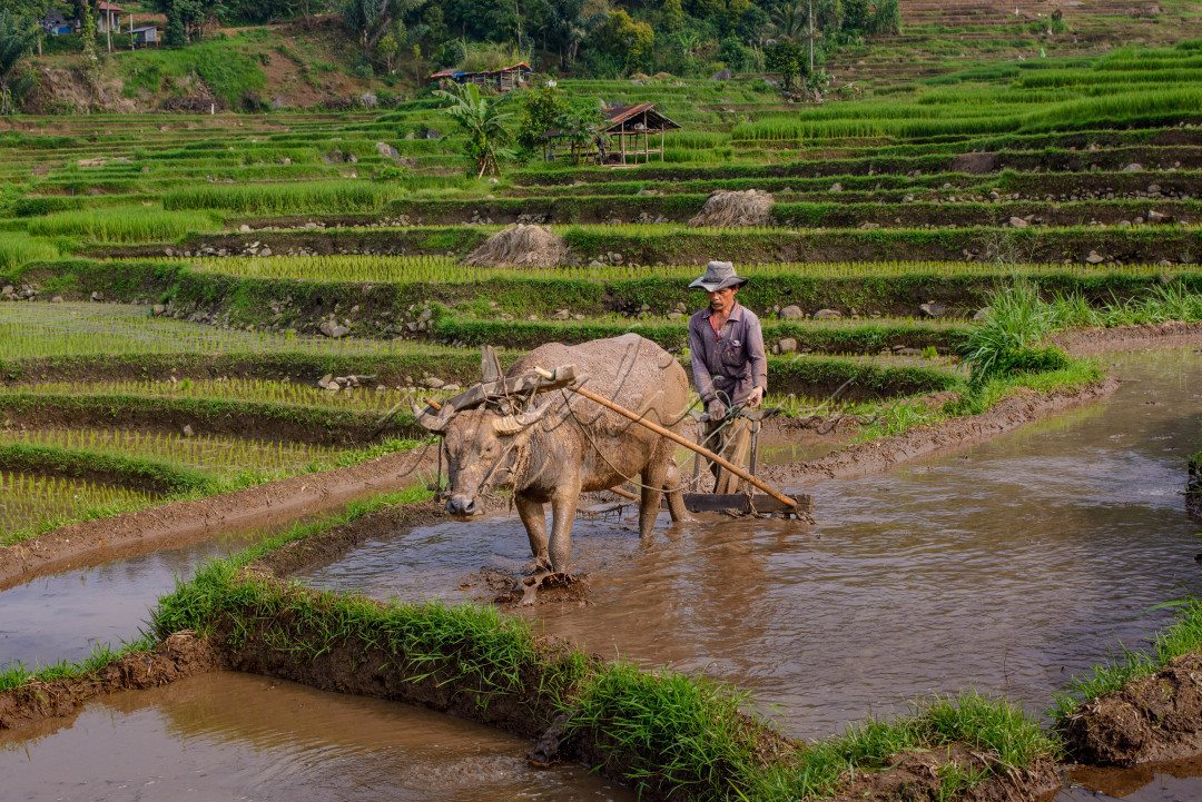 Mambajak jo kabau perupakan kegiatan masyarakat di minangkabau khususnya di nagari Sikabu-kabu Payakumbuh Sumatera Barat dalam membajak sawah dengan cara tradisional