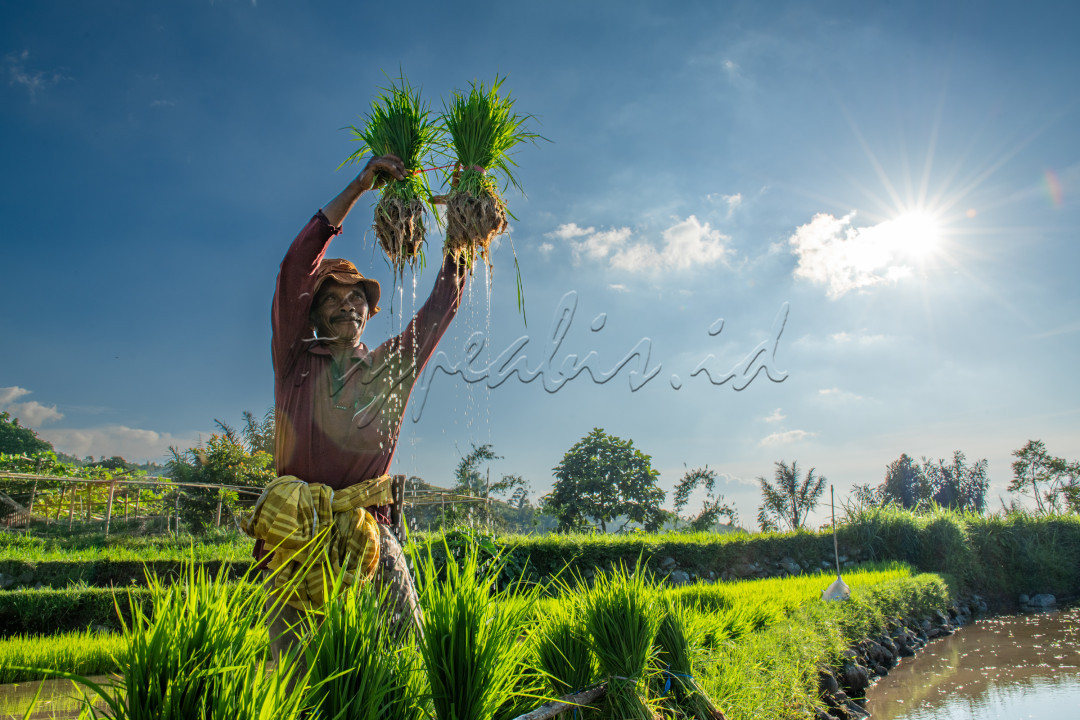 Petani Indonesia kuat dan tanggguh walaupun dalam keterbatasan teknologi