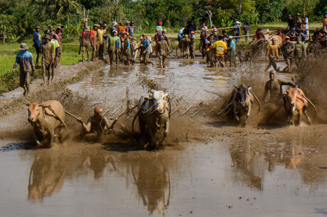 Pacu jawi merupakan olahraga tradisional di Kabupaten Tanah Datar, Sumatera Barat, Indonesia. Dalam acara ini, sepasang sapi berlari di lintasan sawah berlumpur dengan panjang sekitar 60&ndash;250 meter, sementara seorang joki berdiri di belakangnya dengan memegang kedua sapi.&nbsp;Penduduk Tanah Datar (terutama dari empat kecamatan yaitu&nbsp;Sungai Tarab,&nbsp;Pariangan,&nbsp;Lima Kaum, dan&nbsp;Rambatan)&nbsp;telah menyelenggarakan acara ini selama berabad-abad untuk merayakan masa panen padi. Acara ini juga diiringi pesta desa dan budaya yang disebut&nbsp;alek pacu jawi.