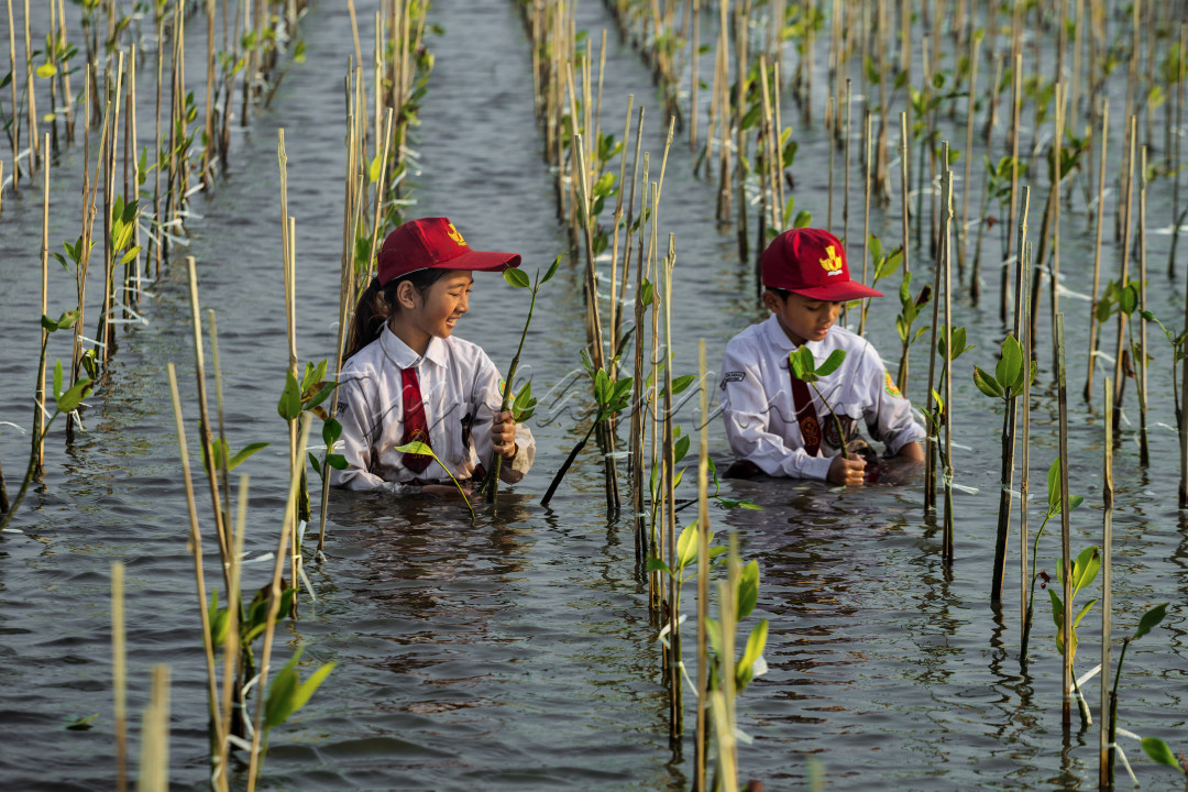 Mangrove adalah ekosistem pesisir yang sangat penting dan memiliki peran besar dalam melindungi lingkungan kita. Tumbuhan mangrove, dengan akar-akar khasnya yang menjulang ke atas dari lumpur, tidak hanya memberikan habitat bagi berbagai spesies flora dan fauna, tetapi juga berfungsi sebagai pelindung alami terhadap dampak bencana alam.<br />
<br />
Akar-akar mangrove membantu menahan tanah dan mengurangi erosi pantai, yang sangat berharga dalam mencegah kerusakan pada garis pantai dan bangunan fisik seperti rumah dan infrastruktur lainnya. Selain itu, mangrove dapat mengurangi kekuatan gelombang laut dan angin yang datang saat badai atau tsunami, sehingga mengurangi potensi kerusakan yang disebabkan oleh bencana alam.<br />
<br />
Mengajarkan anak-anak sejak dini tentang pentingnya ekosistem mangrove dapat membantu mereka memahami dan menghargai peran vital yang dimainkan oleh hutan bakau ini. Dengan pengetahuan dan kesadaran yang tepat, generasi mendatang dapat lebih terlibat dalam upaya konservasi dan perlindungan ekosistem mangrove, yang pada akhirnya akan berkontribusi pada keberlangsungan hidup pantai dan komunitas yang bergantung padanya.