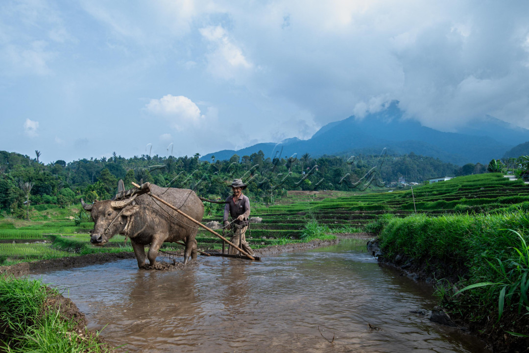 Membajak Sawah Secara Tradisional