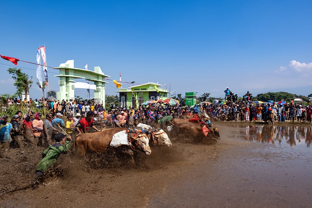 Kerapan Sapi Brujul di Kota Probolinggo adalah sebuah tradisi semacam kerapan sapi di Madura, tapi tidak digelar di lapangan kering tapi di sawah yang penuh lumpur berair. Tradisi ini berawal dari kebiasaan petani yang selalu membajak sawahnya terlebih dahulu menggunakan sapi sebelum menanam padi. Sawah&ndash;sawah dibanjiri dengan air hingga penuh, lalu dibajak. Untuk mengusir kejenuhan, para petani ini kemudian berlomba di areal sawah yang berlumpur tersebut.