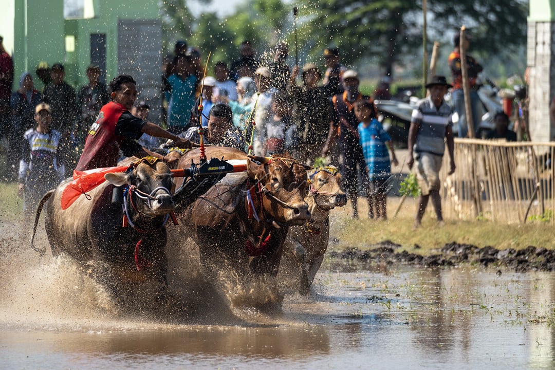 Kerapan Sapi Brujul di Kota Probolinggo adalah sebuah tradisi semacam kerapan sapi di Madura, tapi tidak digelar di lapangan kering tapi di sawah yang penuh lumpur berair. Tradisi ini berawal dari kebiasaan petani yang selalu membajak sawahnya terlebih dahulu menggunakan sapi sebelum menanam padi. Sawah&ndash;sawah dibanjiri dengan air hingga penuh, lalu dibajak. Untuk mengusir kejenuhan, para petani ini kemudian berlomba di areal sawah yang berlumpur tersebut.