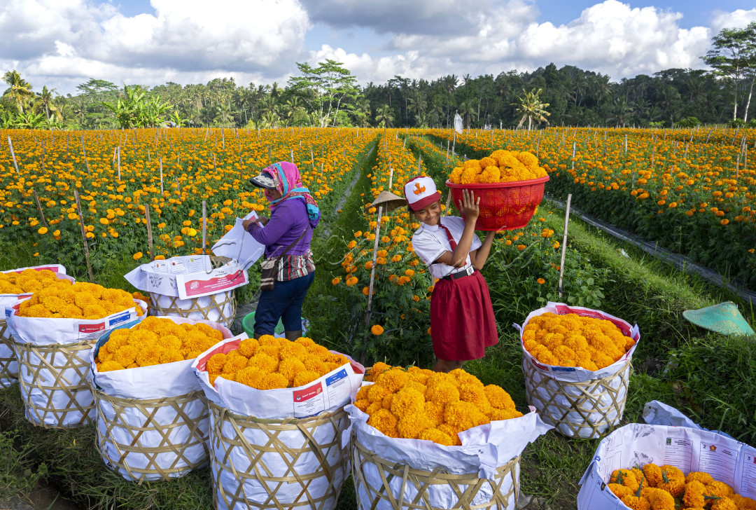Keluarga petani bunga Gumitir yang terlihat sedan panen hasil kebunnya, dengan bantuan sang anak yang turut serta sepulang dari upacara 17an.