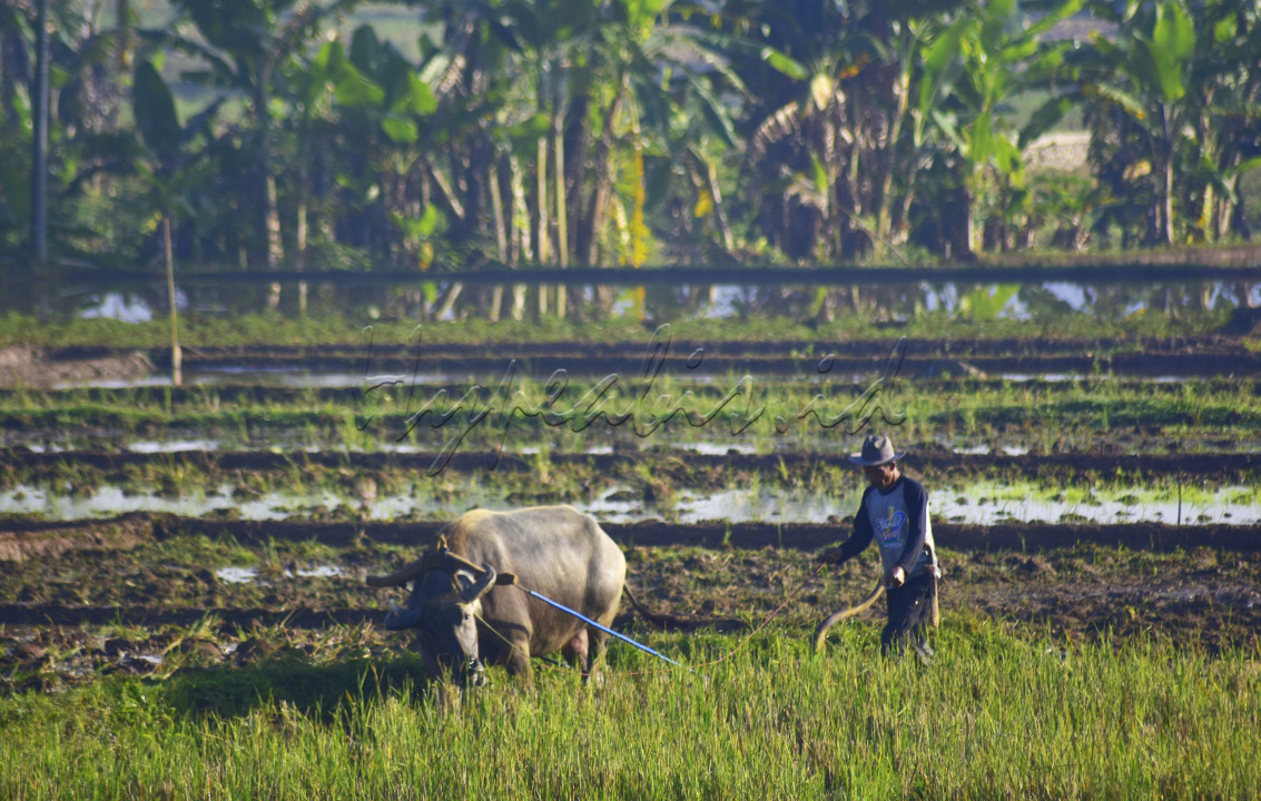 Sudah sangat jarang kita melihat petani membajak sawah dengan menggunakan kerbau, tentu ini akan menjadi kearifan lokal yang patut dipertahankan !