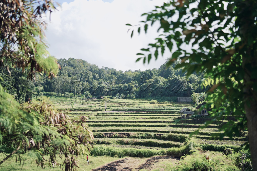 Pemandangan indah terpancar dari Subak Kwalonan, sebuah sistem irigasi tradisional di Bali. Terasering sawah hijau membentang dengan rapi di kaki bukit, menciptakan pola bertingkat yang memukau. Latar belakangnya dipenuhi dengan pepohonan hijau yang lebat, menambah kesan asri dan alami.