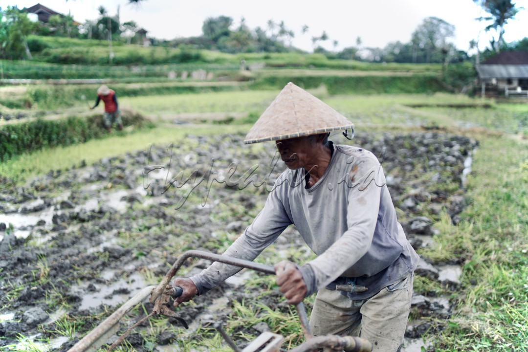 Seorang petani sedang mengoperasikan traktor yaitu alat mengolah tanah untuk persiapan penanaman padi. Wajah dan pakaian petani tersebut terlihat penuh dengan lumpur, menunjukkan dedikasi dan kerja kerasnya dalam menjaga keberlangsungan pertanian tradisional. Di latarbelakangi dengan terasering sawah hijau serta seorang petani lain yang juga sedang bekerja. Foto ini menangkap esensi dari kehidupan di Bali yang kaya akan tradisi dan penuh dengan ketekunan.