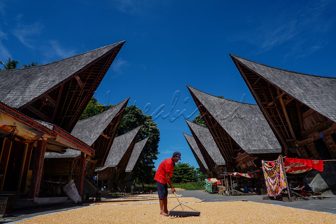 Petani menjemur hasil panen jagung di kawasan Kampung Ulos Huta Raja yang berlokasi di Kecamatan Pangururan, Kabupaten Samosir, Sumatra Utara, Senin (24/6/2024). Kawasan di sekitar Kampung Ulos merupakan wilayah subur dengan banyak tanaman pertanian dan perkebunan. Di area Kampung Ulos terdapat pemukiman di mana, kita dapat melihat warga sekitar yang beraktifitas termasuk dalam pengerjaan kain Ulos. Adapun lokasi koridor pengerjaan ulos yang sekaligus lahan komersial kampung ini merupakan rumah adat Batak yang biasa disebut sebagai Rumah Bolon.&nbsp;<br />
&nbsp;