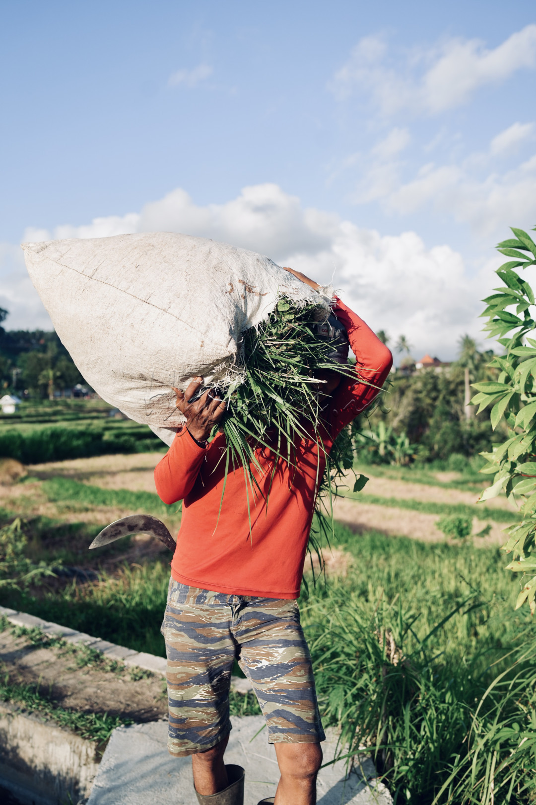 Seorang petani dengan penuh tenaga mengangkat karung besar berisi rumput segar di atas pundaknya, mengenakan kaos merah cerah dan celana loreng yang mencerminkan semangat kerjanya di bawah terik matahari. Latar belakang hamparan sawah yang hijau serta langit biru yang cerah melengkapi suasana kerja keras yang alami dan penuh dedikasi. Dengan alat sabit di pinggangnya, petani ini menunjukkan ketekunan dan kekuatan fisik dalam mengelola lahan pertanian yang menjadi sumber kehidupan.