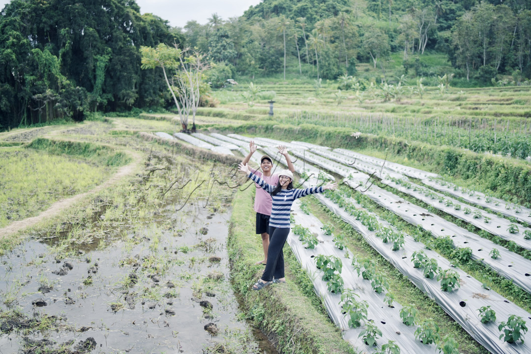 Dua orang anak muda berdiri di tengah sawah yang hijau subur, wajah mereka dipenuhi senyuman bahagia. Mereka berdiri di pematang sawah, dikelilingi oleh hamparan padi yang hijau dan tumbuh subur. Langit biru cerah tanpa awan melengkapi keindahan alam sekitar, sementara di kejauhan terlihat perbukitan hijau yang membentang. Sinar matahari pagi menyinari wajah mereka, menciptakan suasana hangat dan penuh kebahagiaan di tengah pemandangan alam yang memukau di Desa Sidan, Kab.Gianyar.
