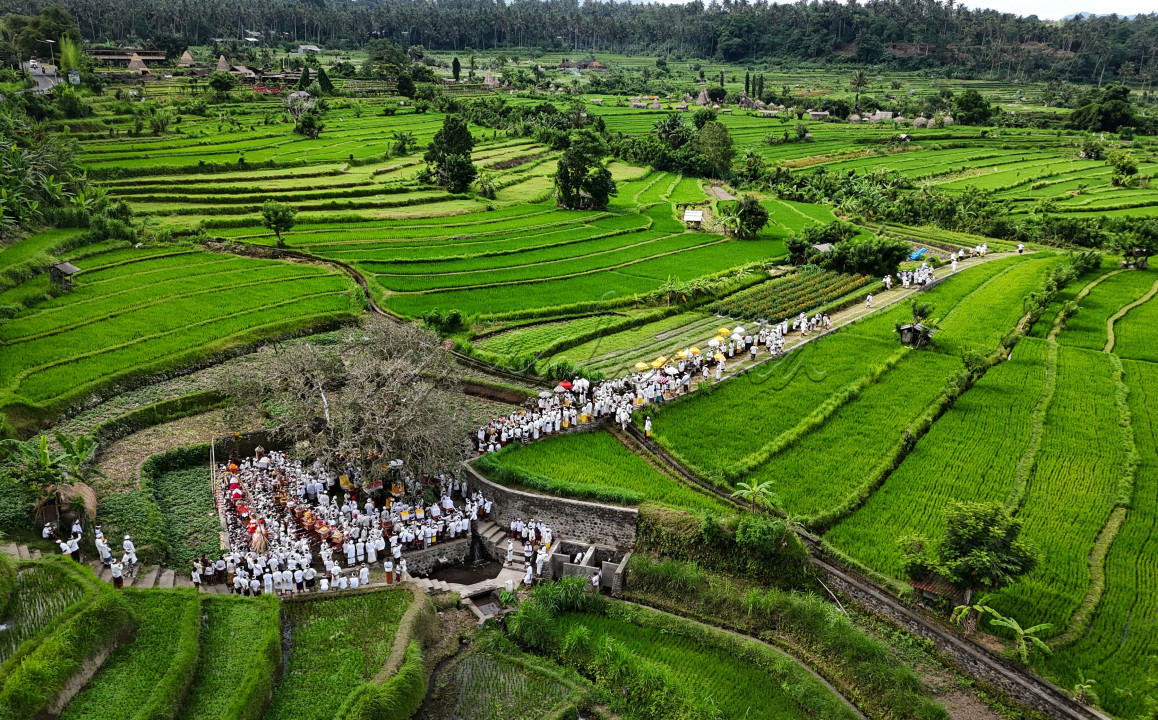 Prosesi persembahyangan di area persawahan, untuk memberikan sebuah persembahan sebagai rasa ucap syukur kepada alam.
