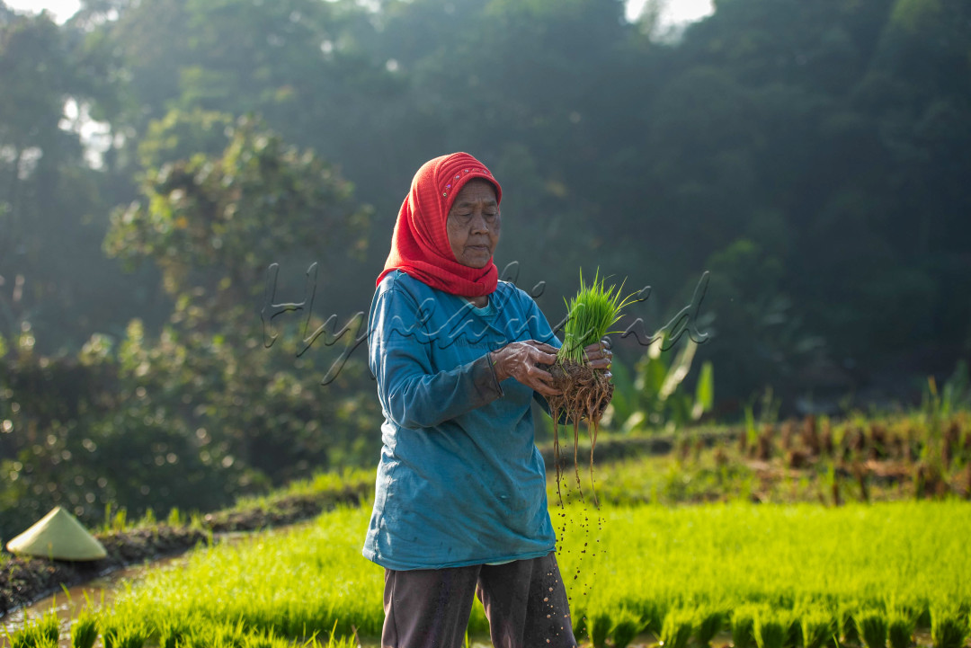 seorang ibu sedang menanam padi di desa arjasari kabupaten bandung