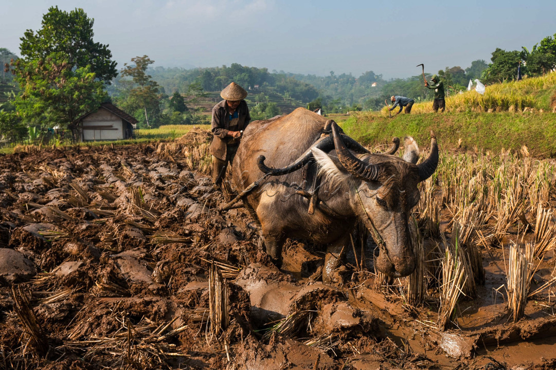 seorang petani sedang menggarap sawah dengan mengunakan hewan kerbau