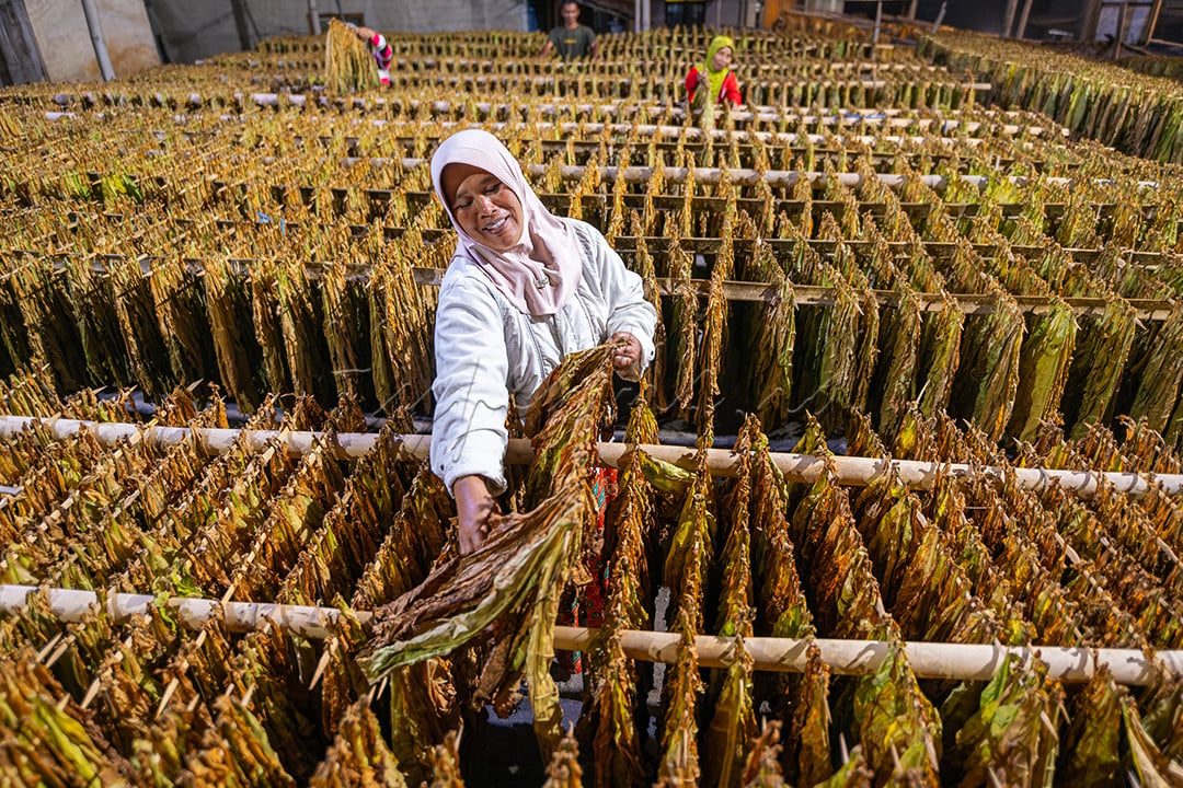 Petani tembakau di Selo, Kabupaten Boyolali sedang mengecek tembakau yang dijemur di halaman rumah mereka. Masyarakat di sana mayoritas berprofesi sebagai petani, hasil panen nantinya akan dipasarkan ke pasar-pasar tradisional.