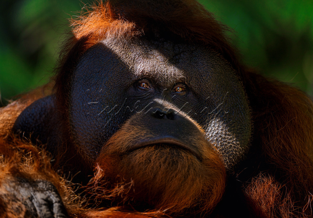 Orangutan, primata endemik Indonesia, merupakan salah satu ikon wajah negara yang mendunia, namun saat ini berada dalam status terancam punah. Keberadaan mereka yang unik dan menawan mencerminkan kekayaan alam dan biodiversitas Indonesia, serta tantangan besar yang dihadapi dalam upaya konservasi.<br />
Orangutan memiliki wajah yang khas dan ekspresif, dengan mata besar berwarna cokelat gelap yang penuh kecerdasan dan emosi. Kulit wajah mereka berwarna merah kecokelatan dan sering kali terlihat penuh dengan kerutan yang menambah kesan kebijaksanaan. Dengan rambut panjang yang berwarna oranye kemerahan, mereka menonjol sebagai salah satu spesies primata yang paling mencolok dan mengesankan di dunia.<br />
Sebagai spesies yang hanya ditemukan di hutan-hutan tropis Sumatra dan Kalimantan, orangutan memainkan peran penting dalam ekosistem sebagai penyebar biji dan pemelihara keseimbangan hutan. Keberadaan mereka membantu mempertahankan kesehatan dan keberagaman hutan yang menjadi rumah bagi banyak spesies lainnya.<br />
Namun, ancaman terhadap kelangsungan hidup orangutan semakin meningkat. Deforestasi akibat pembukaan lahan untuk perkebunan kelapa sawit, penambangan, dan aktivitas ilegal lainnya telah mengurangi habitat alami mereka secara drastis. Konflik antara manusia dan orangutan juga semakin sering terjadi, mengancam populasi yang sudah kecil dan rentan.<br />
Upaya konservasi yang dilakukan oleh berbagai organisasi dan pemerintah berfokus pada pelestarian habitat, perlindungan orangutan dari perburuan, dan rehabilitasi individu yang terlantar. Program-program ini bertujuan untuk mengembalikan orangutan ke habitat alami mereka dan memastikan bahwa generasi mendatang dapat menikmati keberadaan spesies ini.<br />
Dengan wajahnya yang menawan dan karakteristik yang memikat, orangutan bukan hanya representasi wajah Indonesia di panggung internasional, tetapi juga simbol penting dari perjuangan global untuk melindungi spesies yang terancam punah. Mereka mengingatkan dunia akan keindahan alam Indonesia dan tantangan yang harus diatasi untuk memastikan bahwa keanekaragaman hayati planet ini tetap terjaga.