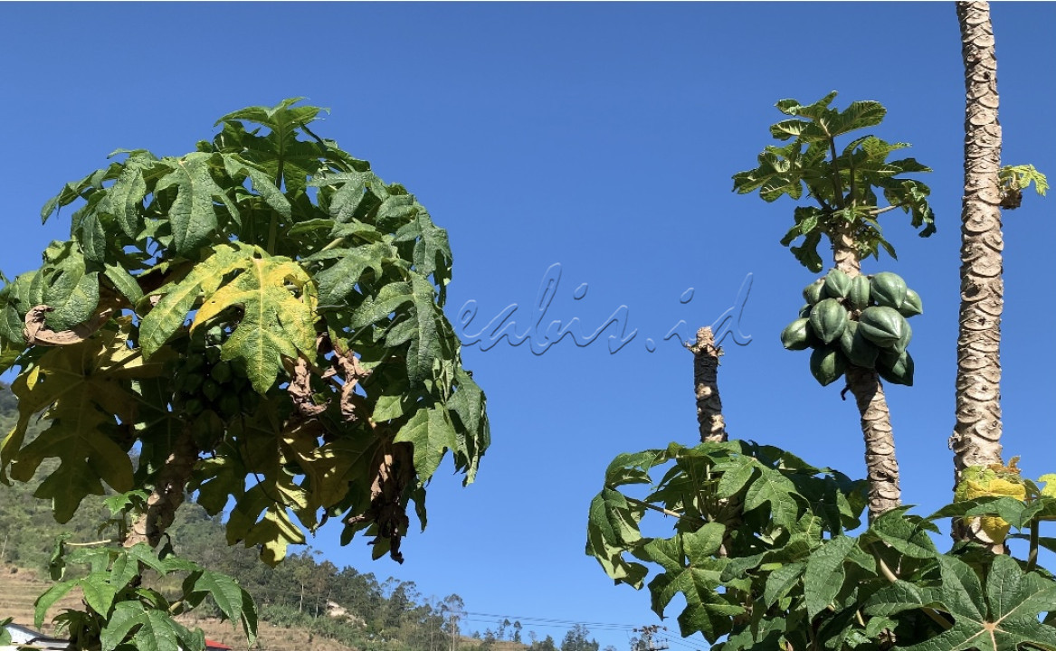 <div style="text-align: justify;">Pepaya Dieng atau biasa disebut dengan Carica ini hanya tumbuh di dataran tinggi dengan ketinggian 1.500-2.000 mdpl. Pepaya ini dapat diolah menjadi manisan dan terkenal jadi makanan oleh-oleh khas dieng.</div>
