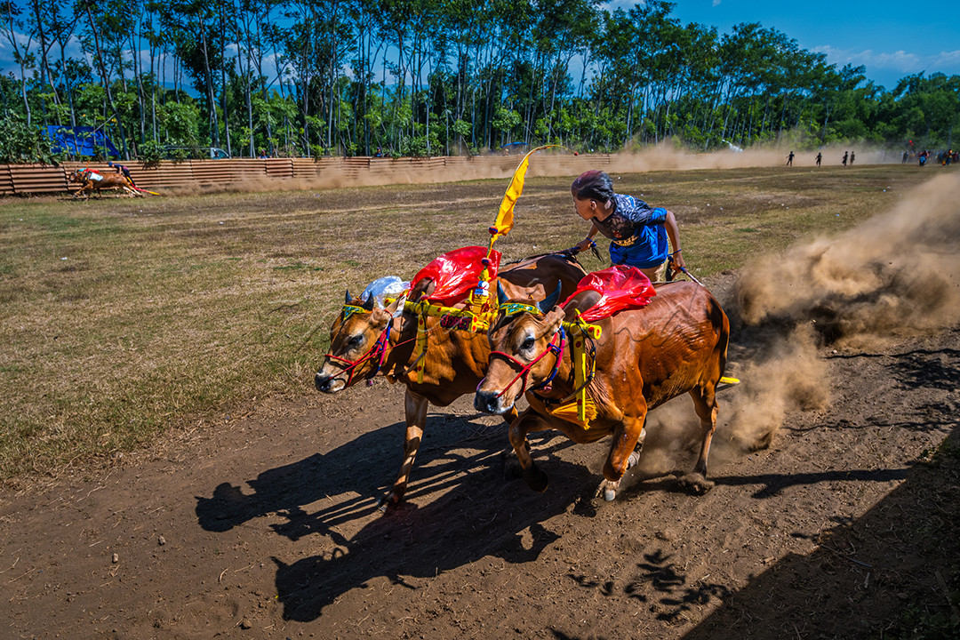 Melihat keseruan karapan sapi di Probolinggo, Jawa Timur. Tradisi karapan sapi merupakan budaya Madura yang hingga saat ini masih dijaga dan dilestarikan.