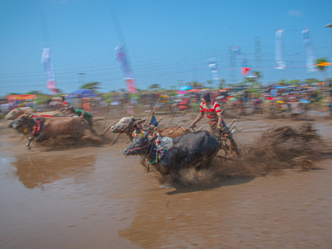Kerapan Sapi Brujul di Kota Probolinggo adalah sebuah tradisi semacam kerapan sapi di Madura, tapi tidak digelar di lapangan kering tapi di sawah yang penuh lumpur berair. Tradisi ini berawal dari kebiasaan petani yang selalu membajak sawahnya terlebih dahulu menggunakan sapi sebelum menanam padi. Sawah&ndash;sawah dibanjiri dengan air hingga penuh, lalu dibajak. Untuk mengusir kejenuhan, para petani ini kemudian berlomba di areal sawah yang berlumpur tersebut.