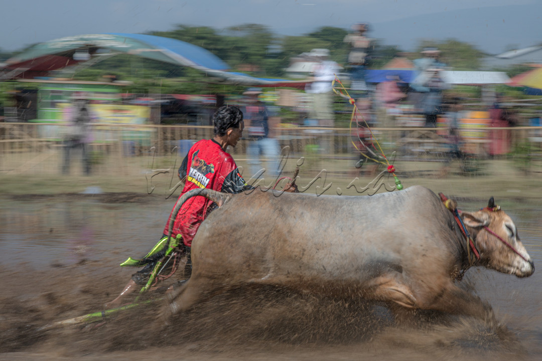 Tradisi&nbsp;karapan sapi&nbsp;brujul yang digelar di lahan basah tersebut, digelar sebagai upaya melestarikan tradisi dan budaya di wilayah dan&nbsp;&nbsp;telah ditetapkan sebagai warisan budaya tak benda oleh Kementerian Pendidikan dan Kebudayaan.