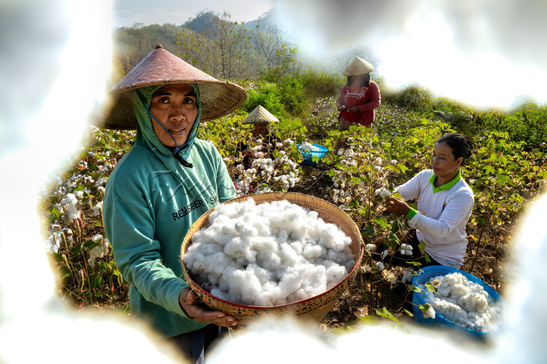 Petani Kapas memanen kapas yang berada di lereng bukit. kapas merupakan komoditi tanaman yang menghasilkan bahan baku dari bahan tekstil. tanaman kapas sangat bandel akan lahan yang tergolong ekstrem sehingga menjadi solusi bagi petani untuk bercocok tanam di wilayah yang tegolong minim air dan lahan yang ekstrem