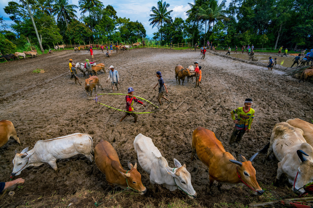 Kegiatan Pacu Jawi merupakan acara permainan tradisional anak Nagari (Desa) yang lahir dan berkembang di Kabupaten Tanah Datar, Provinsi Sumatera Barat. Pacu Jawi hanya dapat ditemukan di empat kecamatan, yaitu Kecamatan Pariangan, Kecamatan Rambatan, Kecamatan Limo Kaum, dan Kecamatan Sungai Tarab. Tidak ada informasi mengenai waktu yang tepat mengenai awal pelaksanaan tradisi Pacu Jawi. Namun tradisi Pacu jawi telah dilakukan beratus-ratus tahun yang lalu.<br />
&nbsp;