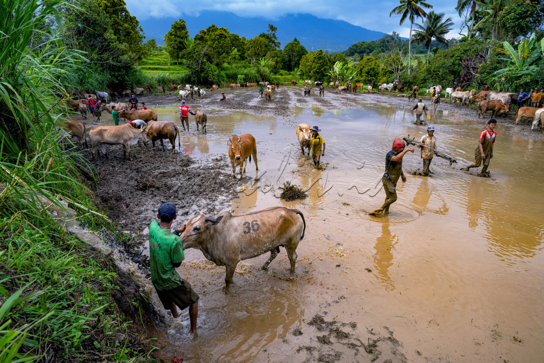 Pacu Jawi merupakan permainan yang bersifat menghibur yang diselenggarakan selepas panen padi berupa memacu sepasang sapi disawah yang berair dan berlumpur di Kabupaten Tanah Datar, Sumatera Barat. Pemenang perlombaan ini bukan dari peserta yang tercepat melainkan peserta yang dapat berlari lurus akan mendapatkan nilai tertinggi. Sapi yang bagus adalah sapi yang dapat berlari lurus dengan cepat dan beriringan. Hal ini ditandai dengan besarnya lumpur yang beterbangan. Imbasnya adalah harga sapi akan melambung tinggi.<br />
&nbsp;