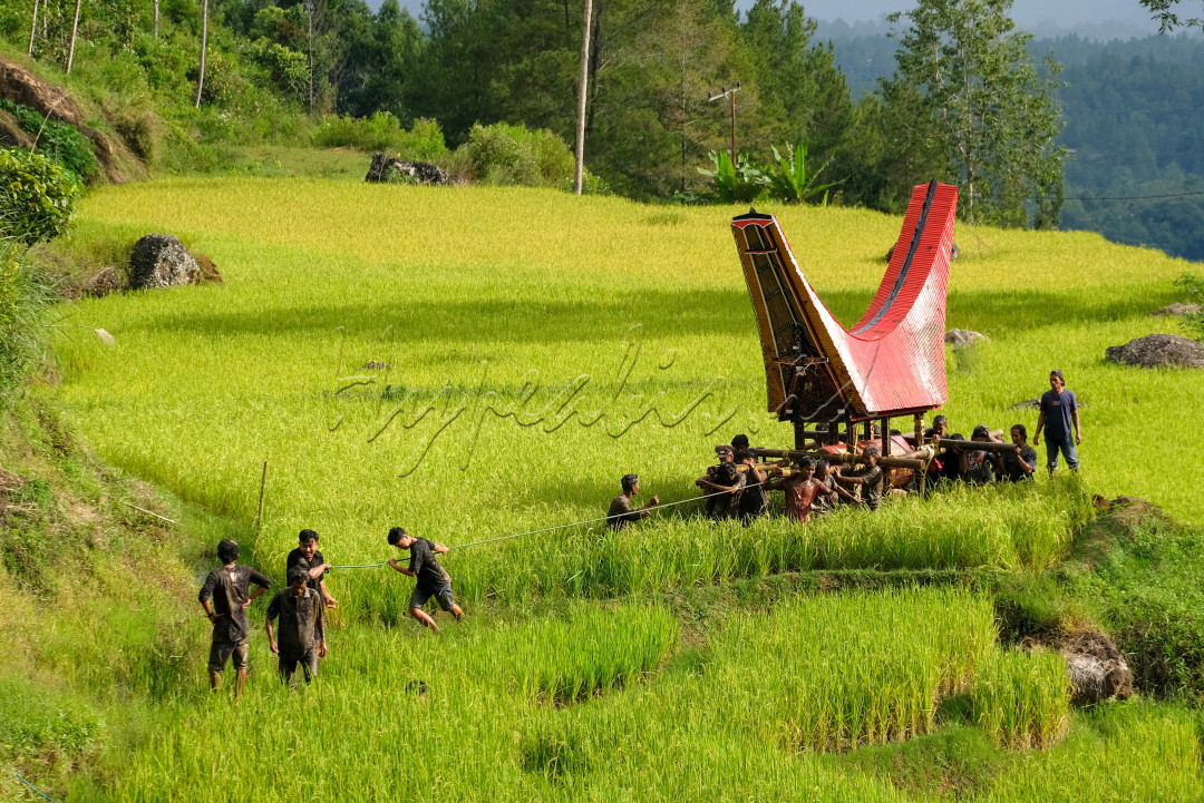 Masyarakat Toraja saling bergotong royong membawa peti jenazah untuk dimakan ke dalam liang kuburan batu