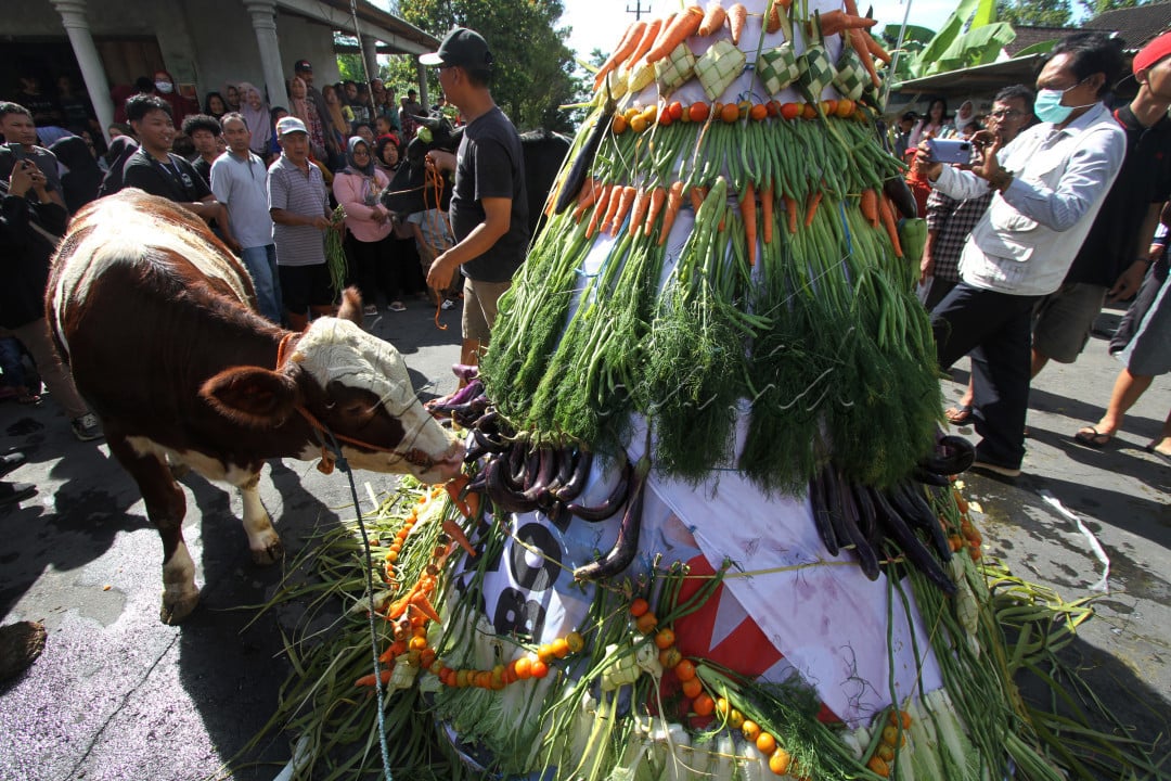 Sapi milik warga diberi makan sayur &nbsp;saat mengikuti Tradisi Lebaran Sapi di lereng Gunung Merapi, Sruni, Musuk, Boyolali, Jawa Tengah, Rabu (17/4/2024). Tradisi Lebaran sapi yang dilakukan turun temurun pada bulan Syawal atau Lebaran ketupat itu sebagai rasa syukur bagi warga setempat atas hasil hewan ternak sapi yang baik sehingga dapat meningkatkan penghasilan ekonomi sekaligus untuk mengangkat potensi hewan ternak sapi di lereng Gunung Merapi.&nbsp;