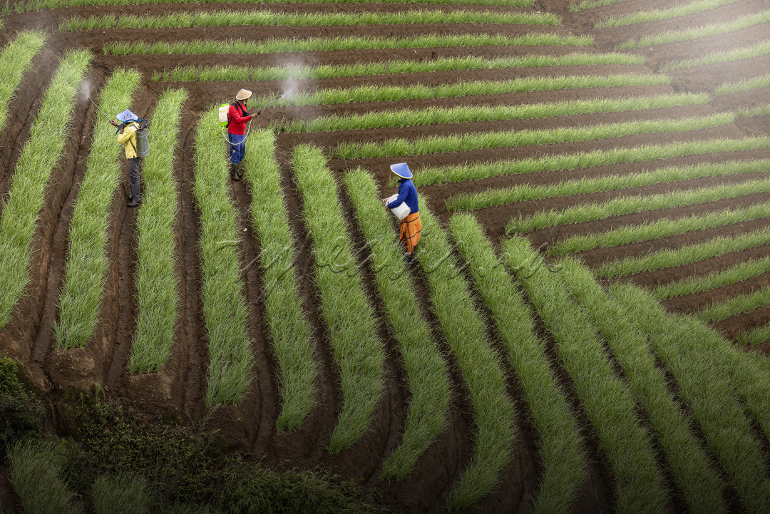 Kegiatan para petani di kebun bawang di daerah Majalengka, Jawa Barat.
