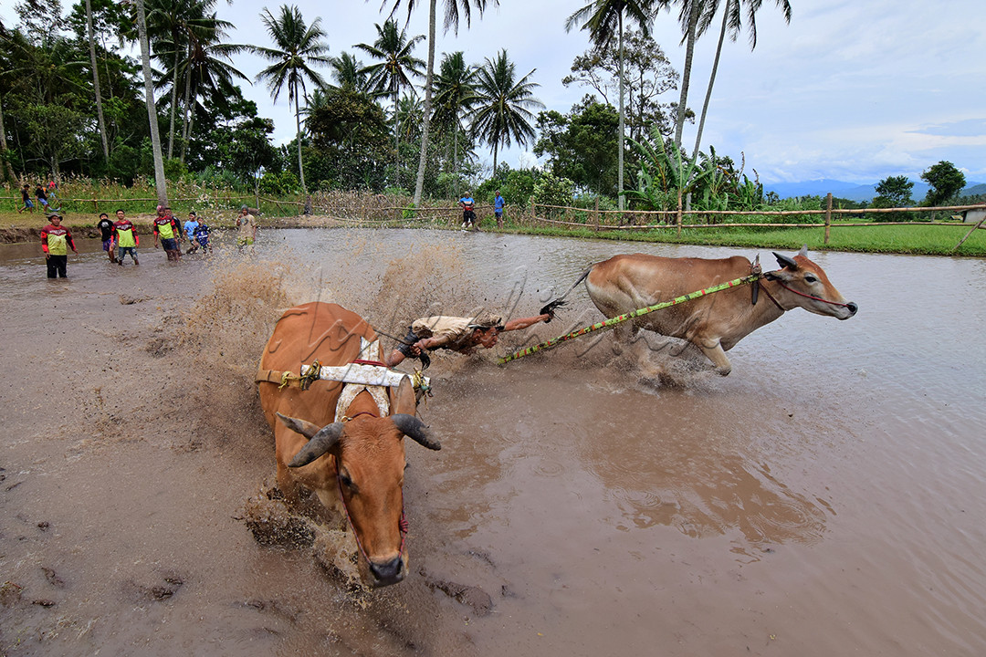 Dikenal juga dengan Alek Nagari Pacu Jawi yaitu sebuah acara budaya pacuan sapi dari Kabupaten Tanah Data, Sumatera Barat. Kegiatan ini dilaksanakan di area persawahan milik masyarakat setempat, dua ekor sapi dikendalikan oleh seorang joki sekaligus, joki akan mengendalikan sapi pada sawah tersebut hingga batas yang ditentukan. Saat sapi-sapi ini mulai berlari, lumpur akan berterbangan, sesekali terdengar alunan musik tradisional minang dan diselinggi sorak sorai penonton yang menambah keseruan pacu jawi.
<div>Menurut literaturnya pacu jawi sudah ada sejak ratusan tahun silam, berawal dari kegiatan petani setempat setelah musim panen, dan untuk mengisi waktu luang dan menjadi sarana hiburan bagi masyarakat setempat maka diadakan lah pacu jawi sekaligus sebagai perayaan pasca panen.</div>

<div>Pacu Jawi takhanya sekedar balapan sapi, terdapat banyak filosofi, diantaranya pemimpin dan rakyat bisa berjalan bersama, inilah kenapa sapi yang dipakai untuk pacu jawi ada dua ekor dan pemenangnya tidak ditentukan siapa yang tercepat tetapi yang bisa berlari lurus sampai tujuan, filosofinya adalah sapi saja harus dituntut berjalan lurus apalagi manusia.</div>

<div>Tradisi ini juga sudah mendunia, terutama dikalangan fotografer, menjadi agenda budaya yang sangat dicari dan ditunggu oleh fotografer, baik dari dalam maupun luar negeri. Kegiatan Pacu Jawi pun masih dipertahankan sampai sekarang.</div>