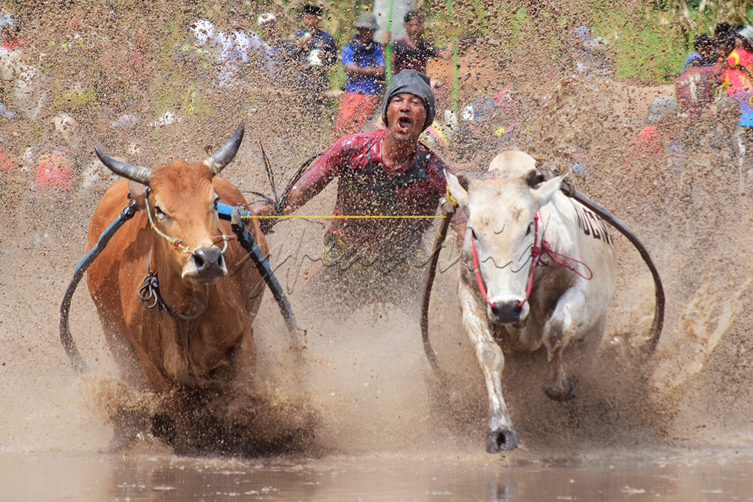 Dikenal juga dengan Alek Nagari Pacu Jawi yaitu sebuah acara budaya pacuan sapi dari Kabupaten Tanah Data, Sumatera Barat. Kegiatan ini dilaksanakan di area persawahan milik masyarakat setempat, dua ekor sapi dikendalikan oleh seorang joki sekaligus, joki akan mengendalikan sapi pada sawah tersebut hingga batas yang ditentukan. Saat sapi-sapi ini mulai berlari, lumpur akan berterbangan, sesekali terdengar alunan musik tradisional minang dan diselinggi sorak sorai penonton yang menambah keseruan pacu jawi.
<div>Menurut literaturnya pacu jawi sudah ada sejak ratusan tahun silam, berawal dari kegiatan petani setempat setelah musim panen, dan untuk mengisi waktu luang dan menjadi sarana hiburan bagi masyarakat setempat maka diadakan lah pacu jawi sekaligus sebagai perayaan pasca panen.</div>

<div>Pacu Jawi takhanya sekedar balapan sapi, terdapat banyak filosofi, diantaranya pemimpin dan rakyat bisa berjalan bersama, inilah kenapa sapi yang dipakai untuk pacu jawi ada dua ekor dan pemenangnya tidak ditentukan siapa yang tercepat tetapi yang bisa berlari lurus sampai tujuan, filosofinya adalah sapi saja harus dituntut berjalan lurus apalagi manusia.</div>

<div>Tradisi ini juga sudah mendunia, terutama dikalangan fotografer, menjadi agenda budaya yang sangat dicari dan ditunggu oleh fotografer, baik dari dalam maupun luar negeri. Kegiatan Pacu Jawi pun masih dipertahankan sampai sekarang.</div>