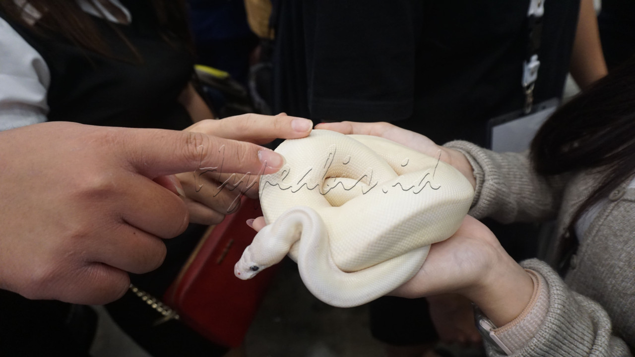 Hewan-hewan eksotik seperti reptil juga menghiasi pameran IIPE 2024 dengan pantauan ketat para pelatih. Direktur Utama Temali Indonesia Didit Siswodwiatmoko sekaligus Ketua Penyelenggara IIPE menekankan bahwa hewan peliharaan tidak hanya sebagai hobi, tetapi dapat berkembang menjadi ekosistem yang saling mendukung.&nbsp;