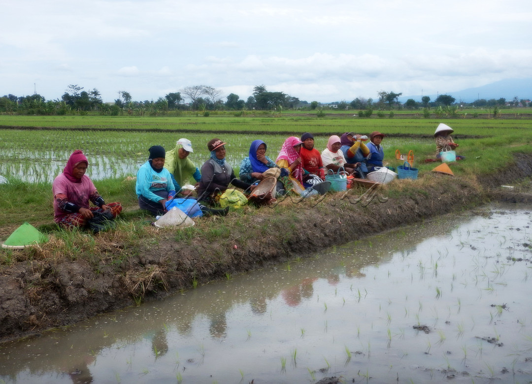 Terlihat beberapa petani saat jam istirahat makan siang penuh ceria. Dunia petani memang tidak luput saling gotong royong satu sama lain, kuat dalam menjalin persaudaraan.