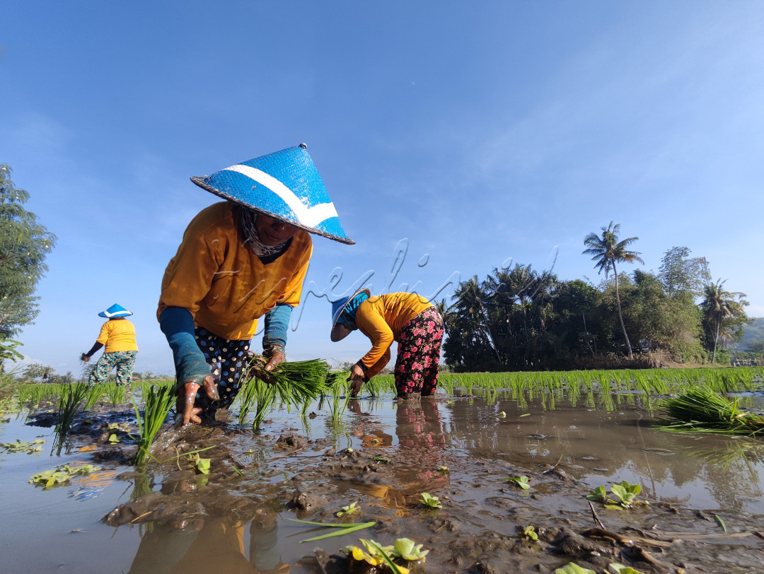 Profesi petani menjadi salah satu kerja nyata dalam meningkatkan pangan kehidupan yang sangat berjasa untuk negara.<br />
dengan tekad dan semangat menjadikan mereka pahlawan pangan bagi masyarakat Indonesia untuk maju dan sejahtera.&nbsp;