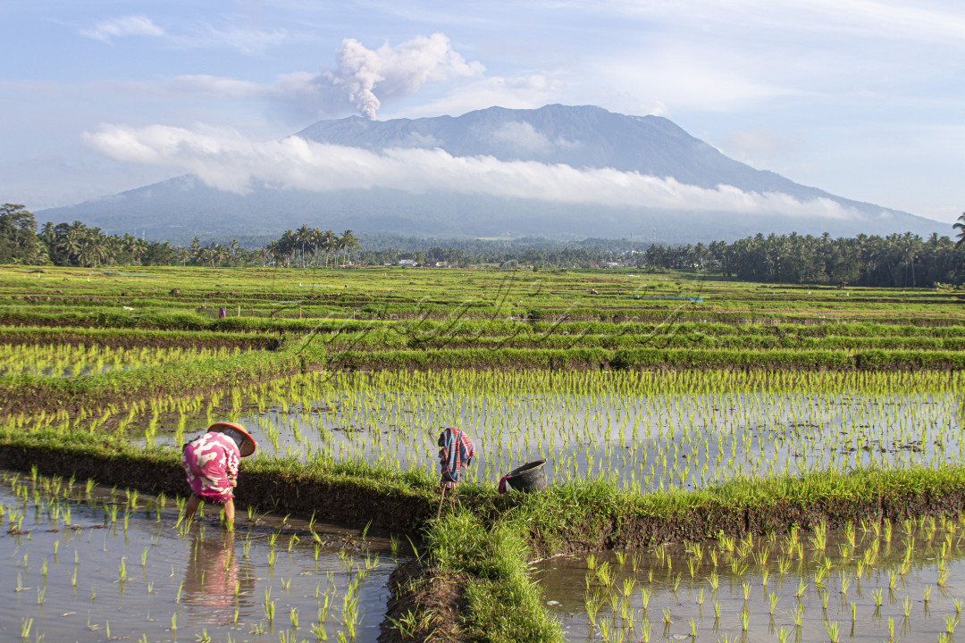 Petani menanam padi ketika Gunung Marapi erupsi di Nagari Rambatan, Tanah Datar, Sumbar, Jumat (7/6/2024). Ketahanan pangan menjadi salah satu kunci Tanah Datar bangkit pasca sekitar 500 Hektar lahan pertanian terdampak Galodo Marapi di Kabupaten Tanah Datar.