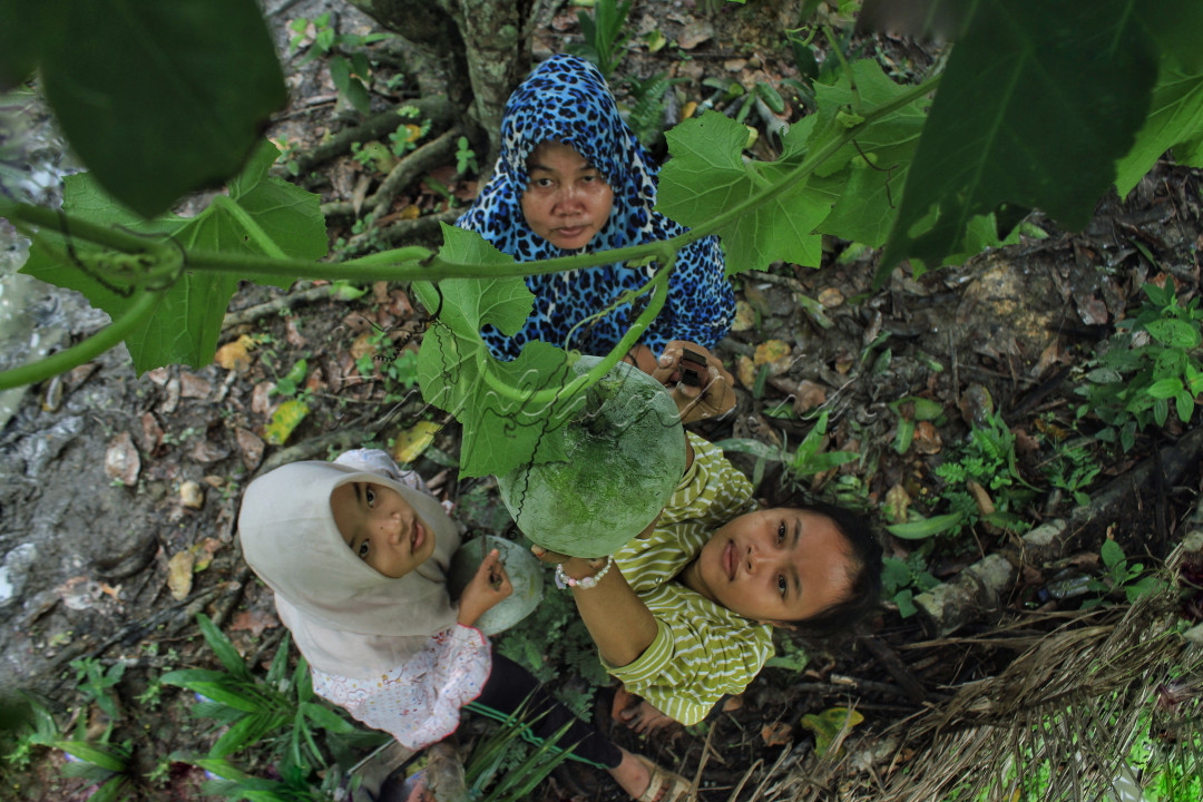 Beligo adalah salah satu jenis tanaman hortikultura sebagai penghasil buah sayur yang dapat diusahakan dalam skala terbatas layak untuk diangkat menjadi komoditas agroindustri termasuk industri skala rumah tangga di berbagai daerah untuk peningkatan