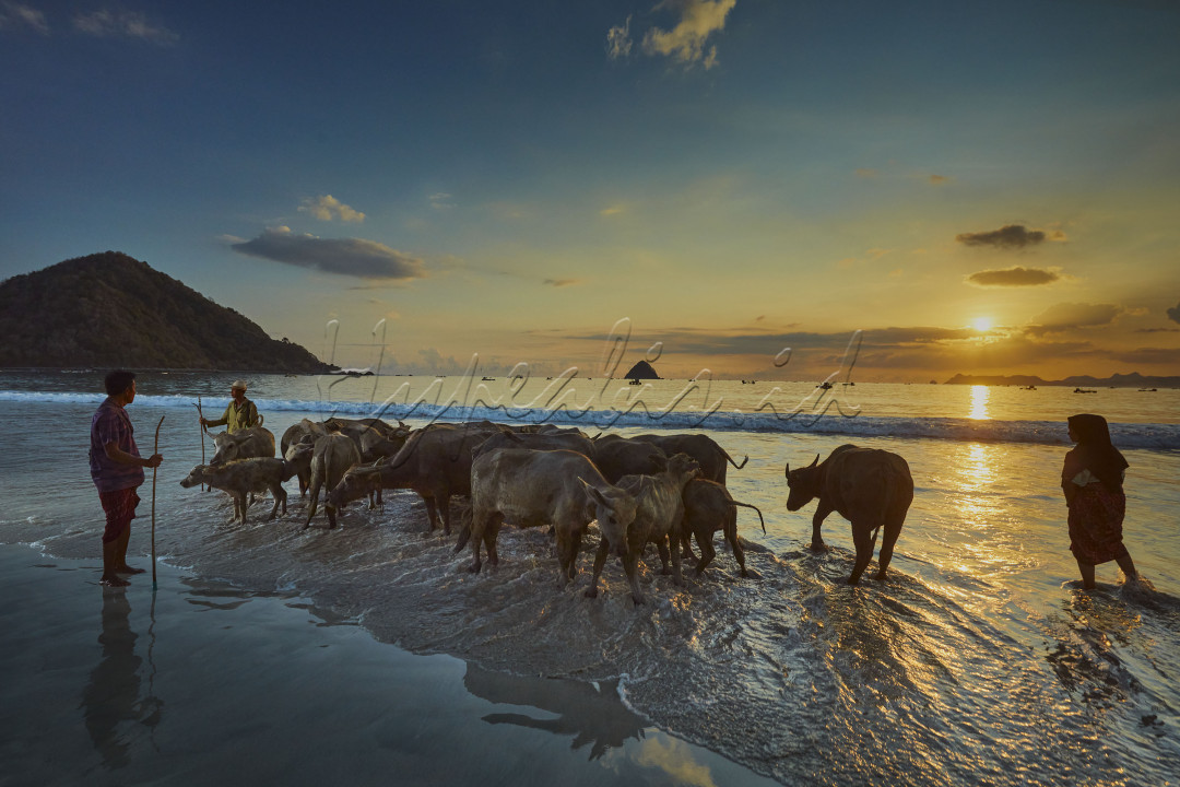 Kerbau yang mulai pagi sampai menjelang Senja dalam mengembala kerbau,yang selalu melewati pinggiran pantai selong belanak diwaktu menjelang senja menambah daya tarik sendiri bagi wisatawan domestik maupun luar negri,karena sudah jarang ditemui .