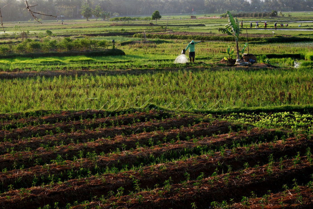 Seorang petani tetap merawat dan menyirami tanamannya, dengan air bantuan dari truk tanki, karena debit air di saluran air menurun.