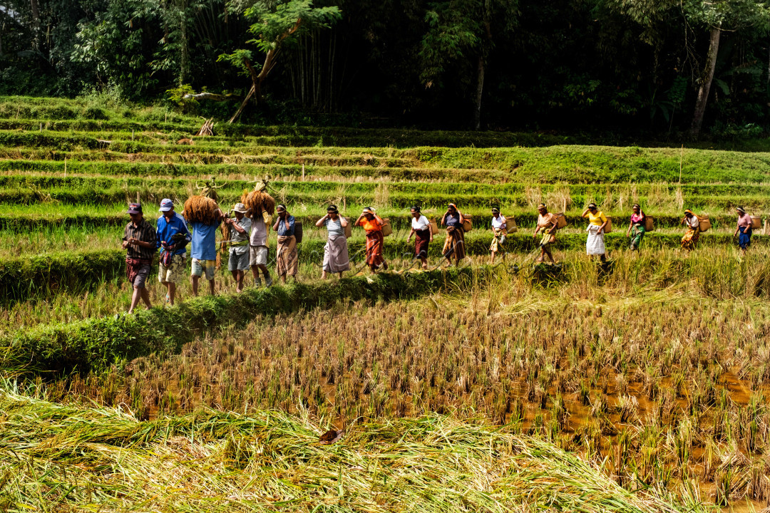 Dalam suka dan duka, masyarakat Toraja selalu bersatu. Ritual syukuran panen ini menjadi bukti nyata semangat gotong royong yang telah mengakar kuat. untuk indonesia menuju swasembada pangan