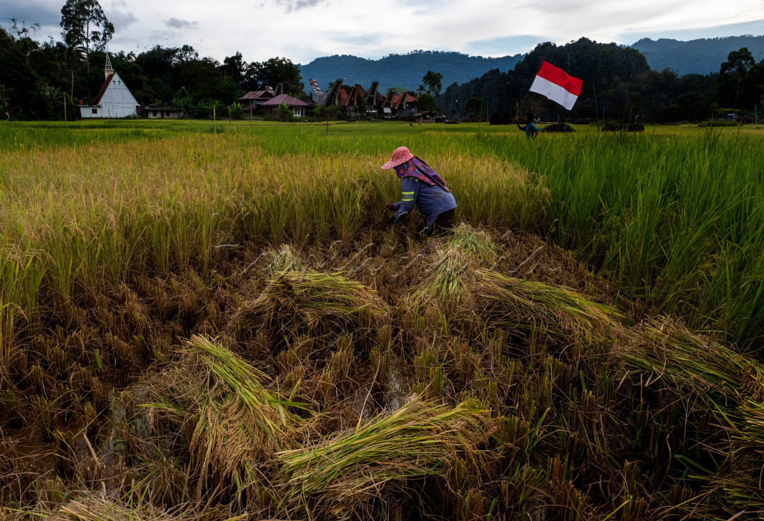 Dari tangan-tangan terampil, lahirlah lumbung padi yang menyangga ketahanan pangan negeri. Setiap bulir padi adalah bukti nyata kontribusi Toraja bagi kemakmuran Indonesia. menuju indonesia swasembada pangan.