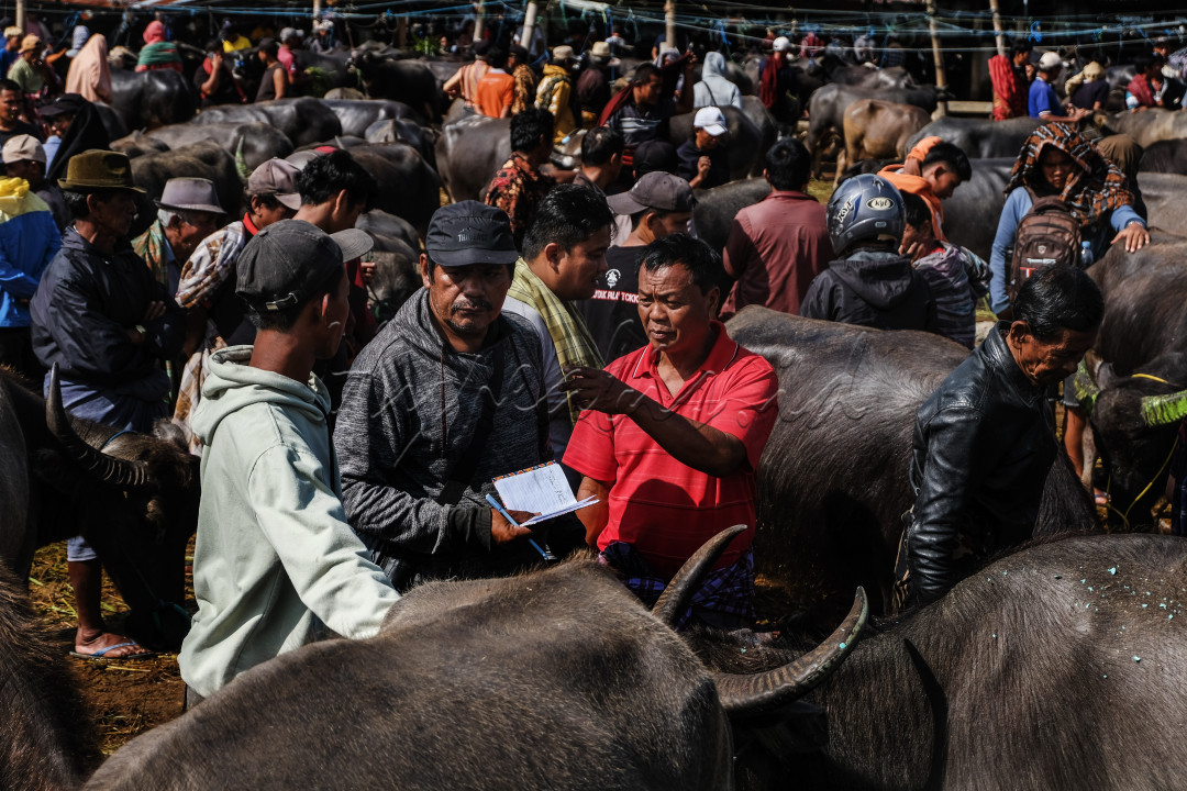 Pasar Hewan tradisional Bolu, Toraja, merupakan pasar hewan terbesar kedua di dunia, di pasar bolu kehidupan ekonomi rakyat bergerak dinamis. Transaksi jual beli kerbau menjadi jantung perekonomian lokal, menghubungkan peternak, pedagang, dan pembeli dalam sebuah rantai ekonomi tradisional yang sarat makna. Di tengah riuhnya negosiasi, terlihat semangat untuk terus membangun kesejahteraan dari akar budaya yang mengakar kuat. Pasar ini bukan sekadar tempat bertemu, tetapi simbol kebangkitan ekonomi desa menuju negeri yang lebih sejahtera.