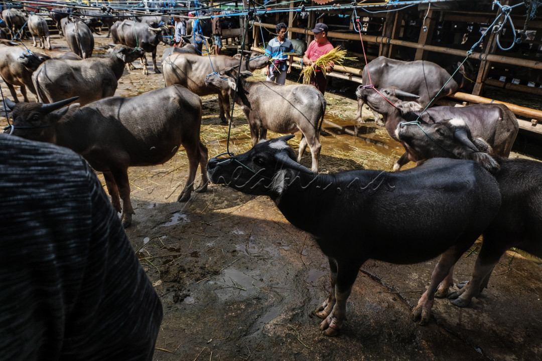 Pasar Hewan Bolu di Toraja Utara menjadi pusat ekonomi tradisional yang menggeliat. Kerbau-kerbau ini bukan sekadar hewan ternak, melainkan simbol kemakmuran dan investasi masa depan. Setiap transaksi yang terjadi membawa harapan bagi keluarga peternak dan pedagang, menjadikan pasar ini denyut nadi pembangunan ekonomi daerah. Dengan semangat menjaga tradisi, masyarakat terus bergerak membangun negeri dari akar budaya yang kokoh.