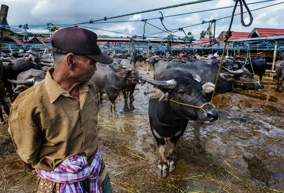 Di Pasar Hewan Bolu, Toraja Utara, gemuruh kehidupan ekonomi bergema seiring dengan pergerakan kerbau-kerbau yang menjadi simbol kekuatan dan kemakmuran. Setiap transaksi di pasar ini bukan hanya sekadar jual beli, tetapi juga cerminan semangat masyarakat untuk membangun masa depan yang lebih cerah. Dari bulu tanduk hingga jerih payah, inilah denyut kebangkitan ekonomi lokal yang mengalir menuju kejayaan negeri.<br />
4o
