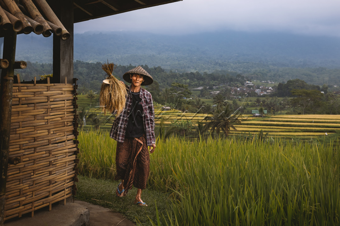 Langkahnya menyusuri pematang sawah membawa lebih dari sekadar panen, beliau membawa mimpi untuk masa depan yang lebih cerah. Dengan latar hamparan sawah nan indah, semangat petani ini menjadi simbol gelora membangun negeri.<br />
&nbsp;