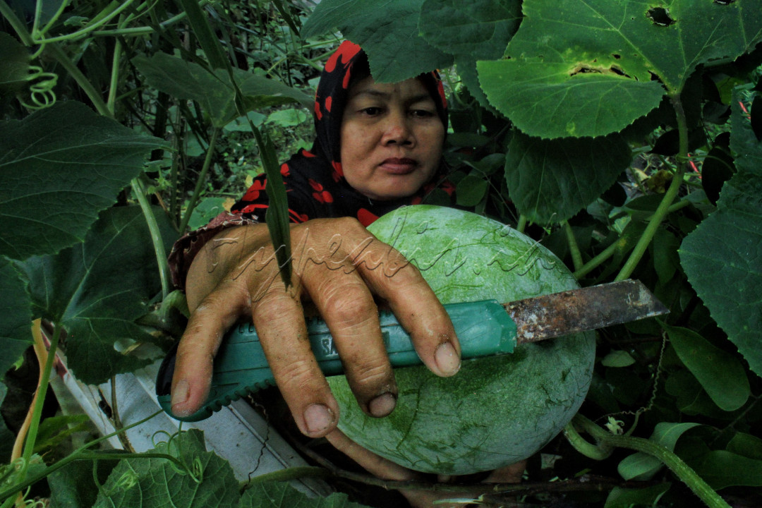 Potret petani rumahan panen buah beligo