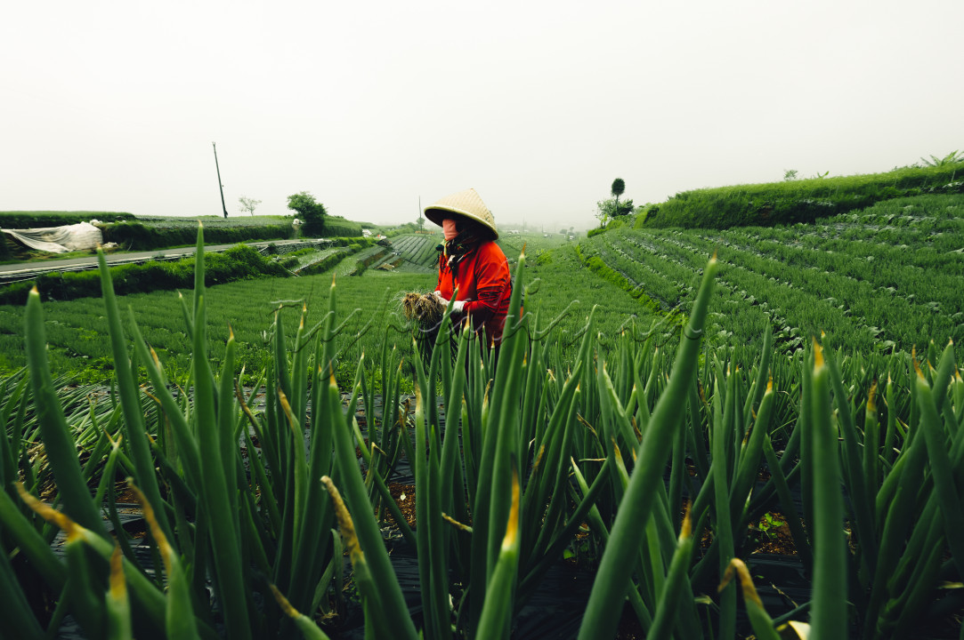 seorang ibu petani sedang mencabut hasil panen daun bawang nya, tampak pemandangan hijau asri menyelimuti seluruh lingkungan nya.